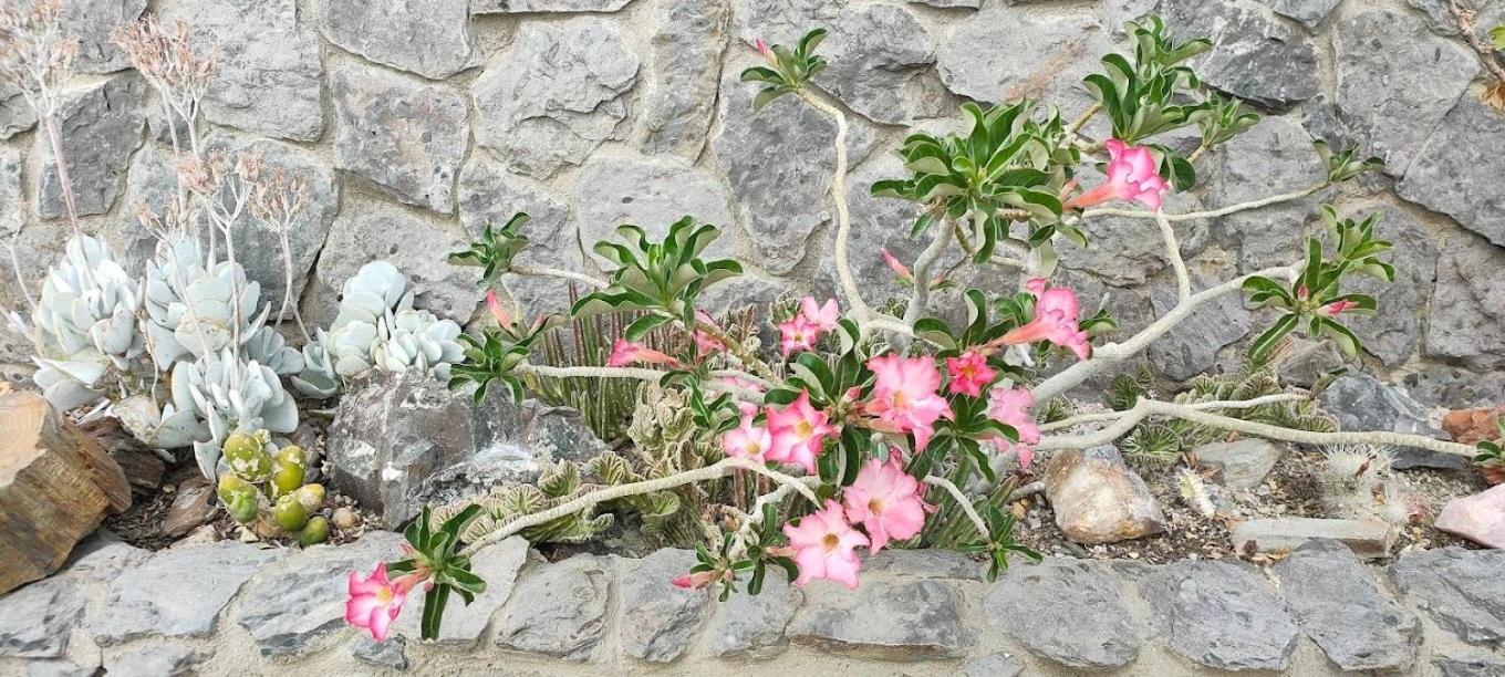 3 Aloes Guesthouse Uis エクステリア 写真